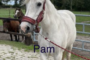 Pony